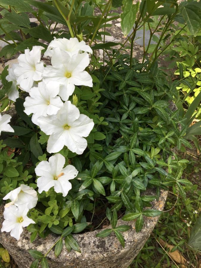 B&B Chambre De Julie Le Jardin Vaison-la-Romaine Dış mekan fotoğraf
